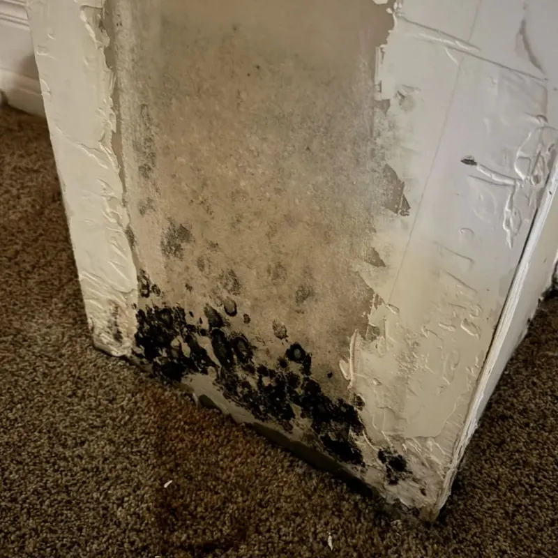 Professional Mold Removal in Huntingburg, IN